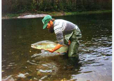 2888_Atlantic Salmon_Salmo salar.jpg 2888_Atlantic Salmon_Salmo salar.jpg